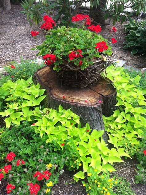 plants that cover tree stumps.